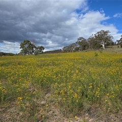 Hypericum perforatum (St John's Wort) at Isaacs, ACT - 1 Dec 2025 by Mike