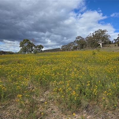 Hypericum perforatum (St John's Wort) at Isaacs, ACT - 1 Dec 2025 by Mike