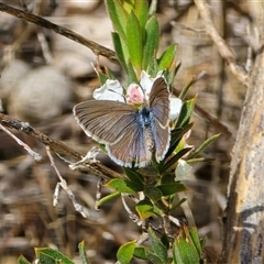 Zizina otis (Common Grass-Blue) at Isaacs, ACT - Yesterday by Mike