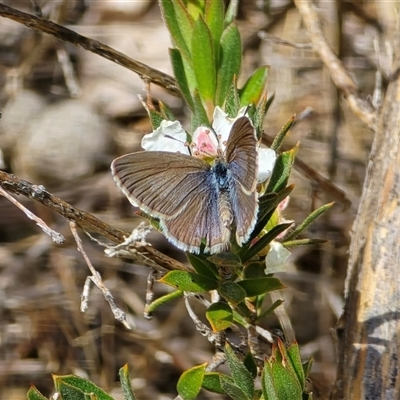 Zizina otis (Common Grass-Blue) at Isaacs, ACT - Yesterday by Mike
