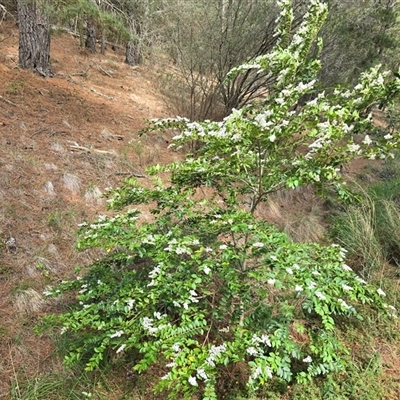 Ligustrum sinense (Narrow-leaf Privet, Chinese Privet) at Isaacs, ACT - 1 Dec 2025 by Mike