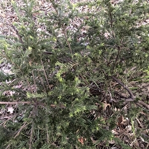 Grevillea (genus) (Grevillea) at Hackett, ACT - 25 Nov 2025 by waltraud