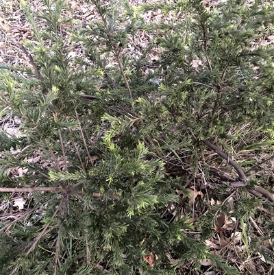 Grevillea (genus) (Grevillea) at Hackett, ACT - 25 Nov 2025 by waltraud