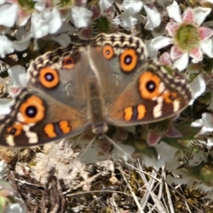 Junonia villida (Meadow Argus) at Isaacs, ACT - 1 Dec 2025 by Mike