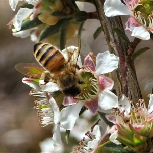 Apis mellifera at Isaacs, ACT - Today by Mike