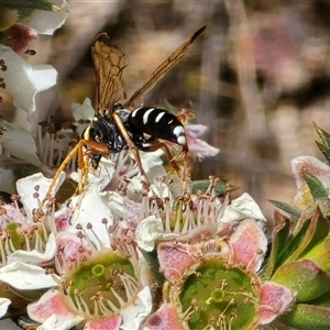 Unverified Wasp (Hymenoptera, Apocrita) at Isaacs, ACT - Today by Mike