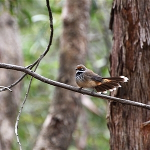 Rhipidura rufifrons at Paddys River, ACT - Today by LineMarie