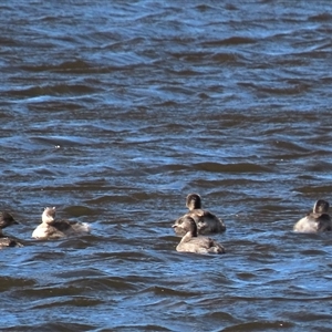 Poliocephalus poliocephalus at Dry Plain, NSW - 16 Nov 2025 by AndyRoo
