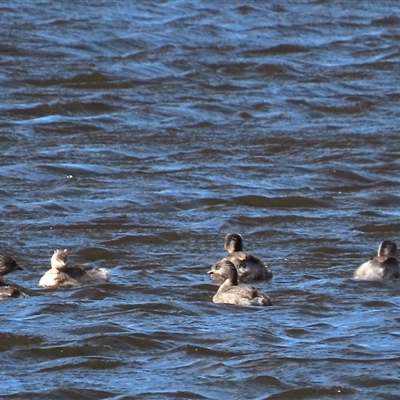 Poliocephalus poliocephalus at Dry Plain, NSW - 16 Nov 2025 by AndyRoo