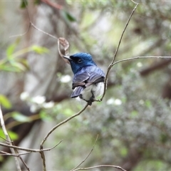 Myiagra cyanoleuca at Paddys River, ACT - 1 Dec 2025 by LineMarie