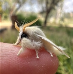 Trichiocercus sparshalli (Sparshall's Moth) at Shepparton, VIC - Yesterday by Typarker