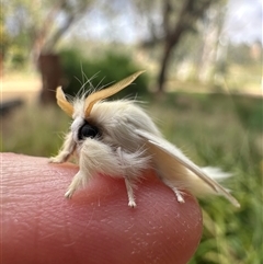 Trichiocercus sparshalli at Shepparton, VIC - 1 Dec 2025 10:00 AM