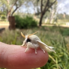 Trichiocercus sparshalli at Shepparton, VIC - 1 Dec 2025 10:00 AM