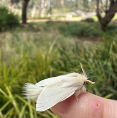 Trichiocercus sparshalli at Shepparton, VIC - 1 Dec 2025 10:00 AM