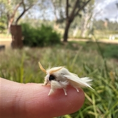 Trichiocercus sparshalli at Shepparton, VIC - 1 Dec 2025 10:00 AM