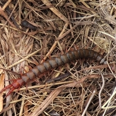 Cormocephalus (genus) at Dry Plain, NSW - 26 Oct 2025 by AndyRoo