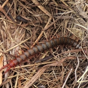 Cormocephalus (genus) at Dry Plain, NSW - 26 Oct 2025 by AndyRoo