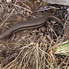 Acritoscincus duperreyi (Eastern Three-lined Skink) at Dry Plain, NSW - 26 Oct 2025 by AndyRoo