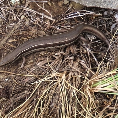Acritoscincus duperreyi (Eastern Three-lined Skink) at Dry Plain, NSW - 26 Oct 2025 by AndyRoo