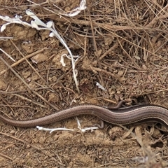 Acritoscincus duperreyi (Eastern Three-lined Skink) at Dry Plain, NSW - 26 Oct 2025 by AndyRoo