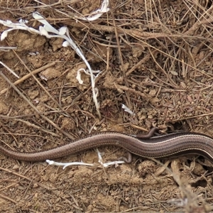 Acritoscincus duperreyi (Eastern Three-lined Skink) at Dry Plain, NSW - 26 Oct 2025 by AndyRoo
