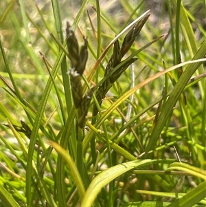 Unverified Rush, Sedge or Mat Rush at Wilsons Valley, NSW - Yesterday by JaneR