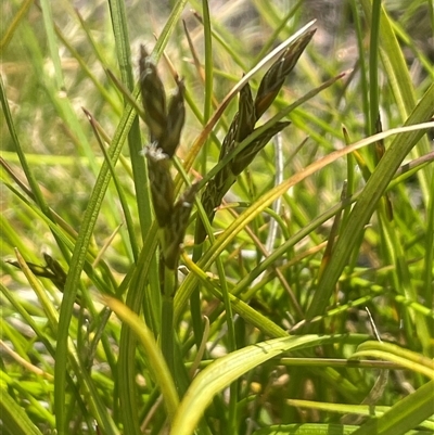 Unverified Rush, Sedge or Mat Rush at Wilsons Valley, NSW - 30 Nov 2025 by JaneR