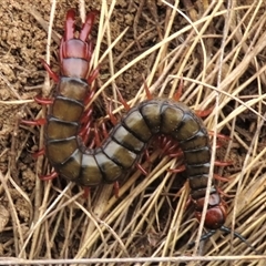 Cormocephalus (genus) at Dry Plain, NSW - 26 Oct 2025 by AndyRoo