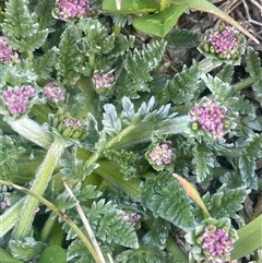 Oreomyrrhis argentea at Wilsons Valley, NSW - 30 Nov 2025 by JaneR