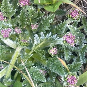 Oreomyrrhis argentea at Wilsons Valley, NSW - Yesterday by JaneR