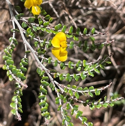 Bossiaea foliosa at Wilsons Valley, NSW - 29 Nov 2025 by JaneR