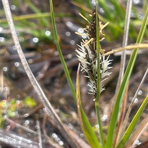 Carex gaudichaudiana (Fen Sedge) at Wilsons Valley, NSW - Yesterday by JaneR