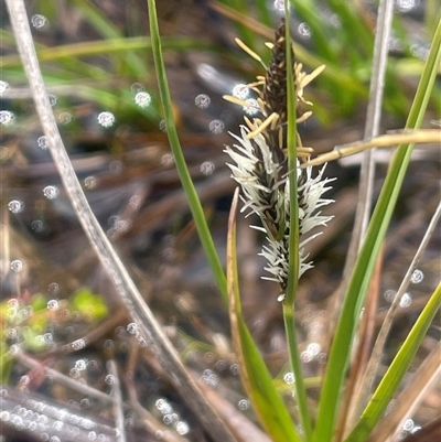 Carex gaudichaudiana (Fen Sedge) at Wilsons Valley, NSW - 30 Nov 2025 by JaneR