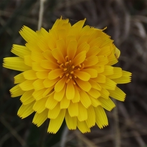 Microseris lanceolata at Dry Plain, NSW - 26 Oct 2025 by AndyRoo
