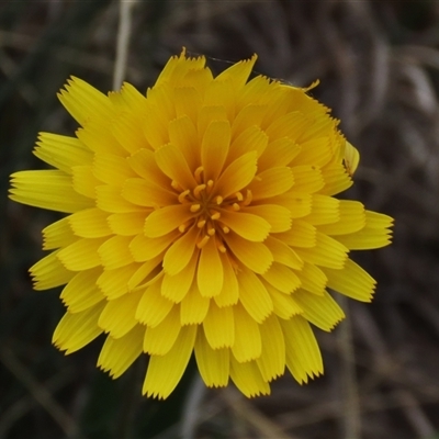 Microseris lanceolata (Yam Daisy) at Dry Plain, NSW - 26 Oct 2025 by AndyRoo
