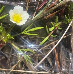 Ranunculus millanii at Wilsons Valley, NSW - 30 Nov 2025 by JaneR