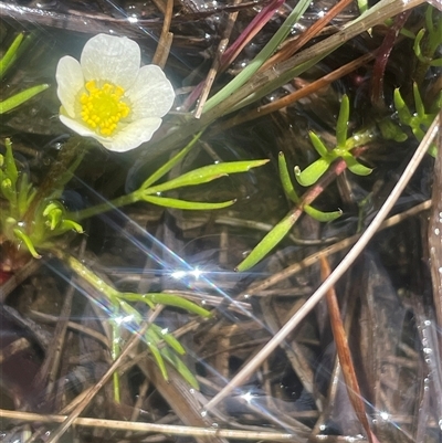 Ranunculus millanii at Wilsons Valley, NSW - 30 Nov 2025 by JaneR