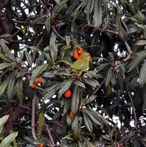 Polytelis swainsonii at Lyons, ACT - Today by NAL23