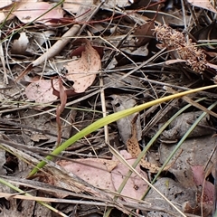 Lyperanthus suaveolens (Brown Beaks) by CathB