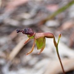 Caleana minor (Small Duck Orchid) at Aranda, ACT - 21 Nov 2025 by CathB