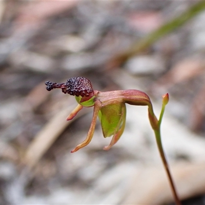 Caleana minor (Small Duck Orchid) at Aranda, ACT - 21 Nov 2025 by CathB