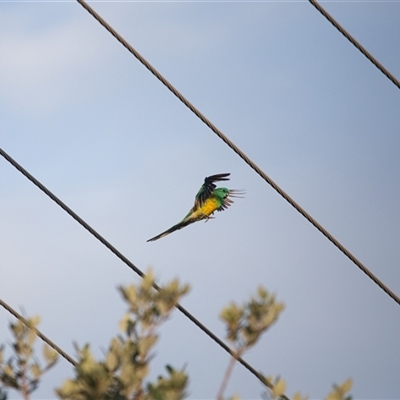 Psephotus haematonotus (Red-rumped Parrot) at Weston, ACT - Yesterday by MttDns