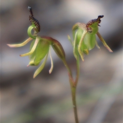Caleana minor (Small Duck Orchid) at Aranda, ACT - 30 Nov 2025 by Clarel