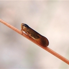 Unverified Leafhopper or planthopper (Hemiptera, several families) at Aranda, ACT - 21 Nov 2025 by CathB