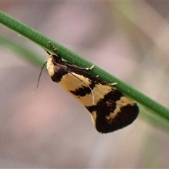 Unverified Concealer moth (Oecophoridae) at Aranda, ACT - 21 Nov 2025 by CathB