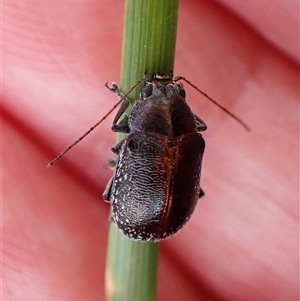 Edusella sp. (genus) (A leaf beetle) at Aranda, ACT - 21 Nov 2025 by CathB