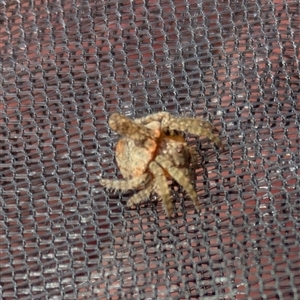 Unverified Orb-weaving spider (several families) at Hackett, ACT - Yesterday by WalterEgo