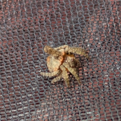 Dolophones sp. (genus) (Wrap-around spider) at Hackett, ACT - Yesterday by WalterEgo