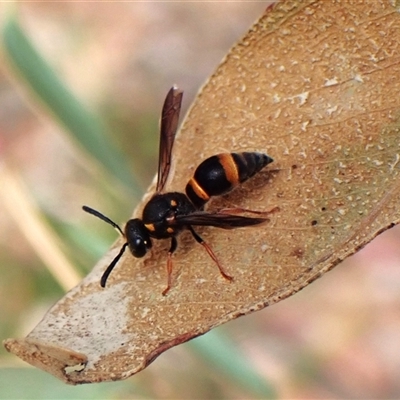 Eumeninae (subfamily) at Aranda, ACT - 24 Nov 2025 by CathB