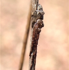 Tmarus marmoreus at Aranda, ACT - 24 Nov 2025 by CathB